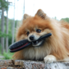 En rigtig god og behagelig børste for din hund