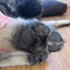 Hundetrimmer Aeolus Kiss Mini Cordless | Genopladelig