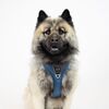 DOG Copenhagen Comfort Walk Pro hundesele i blå
