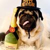 Ingolf med sin plys Champagneflaske hundelegetøj i Medium