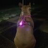 Ollipet DogBlink Safety LED I Pink