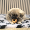 Hundehvalp med Denta Fun Chicken Chewing Rings 5 cm