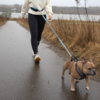 Løbeline m. bælte Dog Lemi
