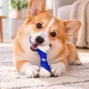 All For Paws Dental Bone