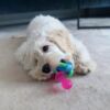 Nylabone Puppy Teething Pacifier
