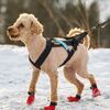 Non-Stop Dogwear Freemotion Harness