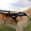 Non-Stop Dogwear Freemotion Harness
