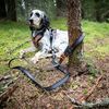 Non-stop dogwear Touring Bungee Adjustable
