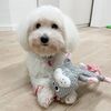 Dogman legetøjsdyr med reb→ Sally elsker sin kanin