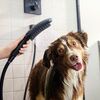 Hansgrohe Dogshower I Happy dog in shower