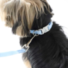 Ollipet Macaron Leash I Babyblå