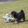 Ollipet Funky Football & 8 uger gammel Yorkie Terrier hvalp