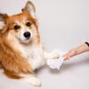 Effektive og skånsomme wipes til din hunds poter