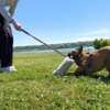 Bungee legetøj er til din hund der elsker at lave tovtrækning