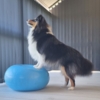 Ollipet DogFit Air - Balance Donut