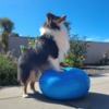 Ollipet DogFit Air - Balance Donut
