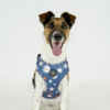 Ollipet City Lux Hundesele I Blue Magurites