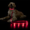 Hundesnor med LED-lys | Genopladelig