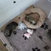 Tibetan Spaniels hvalpe i Ollipet hvalpegård