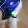 Ollipet Night Glow LED i grøn