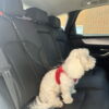 Sikkerhedssele til hunde - Dog Seat Strap UNIVERSAL