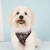 Madonna i sin fine hundesele str. small