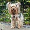 Ollipet Hundesele i en creme farvet