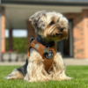Ollipet Teddy Step-in hundesele | Brun og flot design