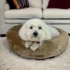 Coton de Tulear i Kaya Donut hundekurv.