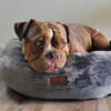 Wellness hundeseng i blødt plysstof i farven grå