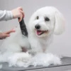 Aros bliver klippet med Ollipet Ceramic Pro
