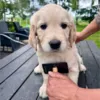 Ollipet Professional Slicker Brush med dupper er en super børste til hundehvalpe
