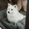 Giver hunden mulighed for at følge med