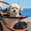 Alba nyder gåturene i sin hundeklapvogn