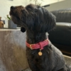 Ollipet Luxor hundehalsbånd i Støvet Hindbær