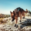 Hundesko der er gode til fx hiking og vandreture.