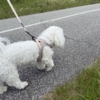 Ollipet For Wagging Tails | Step in Sele