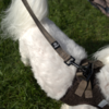 Ollipet For Wagging Tails Hundesnor