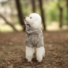 Ollipet Poncho Regndragt