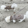 Ollipet Aarhus Hundejakke