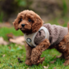 Hundesweater og Sele til hvalp fra Ollipet for Wagging Tails Serien