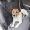 Pawise Bilsædebeskytter giver din hund en god køretur