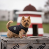 Ollipet Arctic Explorer | Overgangsjakke M. tapet lynlås til din lille hund