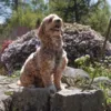 Ollipet For Wagging Tails | Adventure Hundesele 2.0