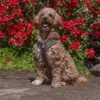 Ollipet For Wagging Tails | Adventure Hundesele 2.0