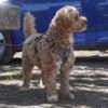 Doodle i Adventure Hundesele str. S