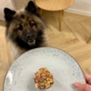 Forkæl din hund med en hjemmelavet hundevenlig kage