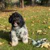 Ollipet For Wagging Tails i forest green