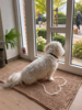 Pawise Microfiber Chenille Hundemåtte | 50x80cm