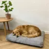 Golden retriever sover på blød grå hundepude